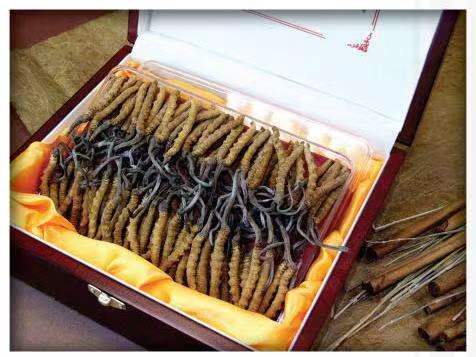 南华冬虫夏草回收